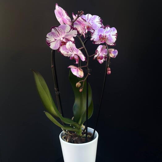 Orquidea Phalaenopsis Violeta y Blanca en maceta ARAIK GALSTYAN