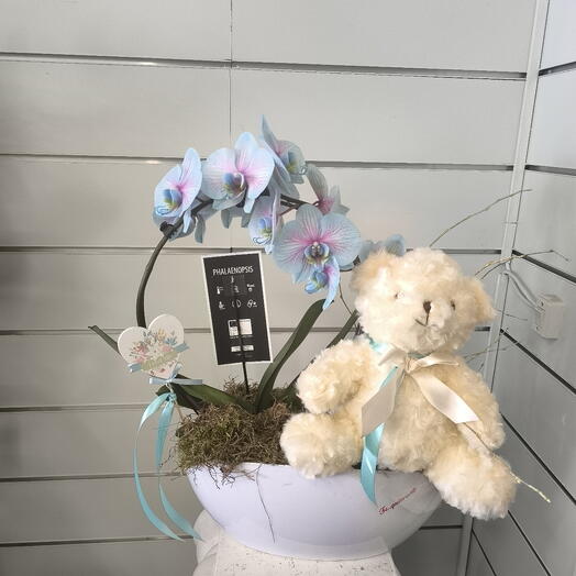 Phalenosys azul con peluche