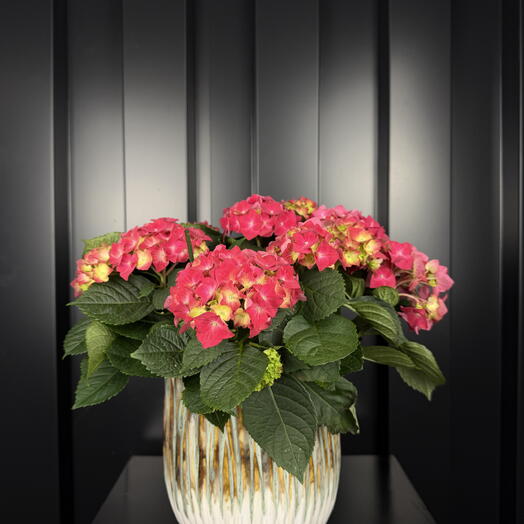 Hortensia con Maceta