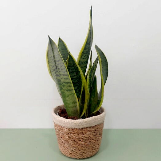 Snake Plant Futura