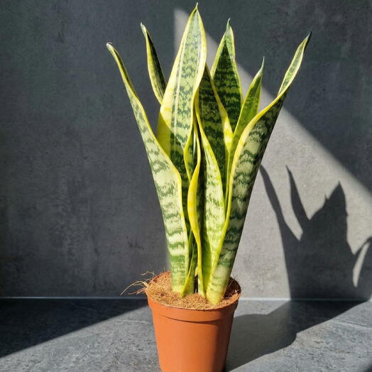 Sansevieria