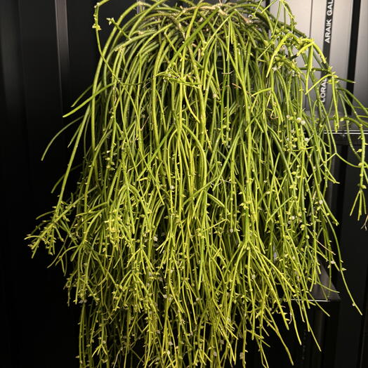 Rhipsalis (Cacto de Mimbre) en Maceta Colgante Elegante