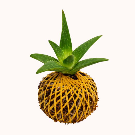 Aloe Vera Plant - Kokedama Aloe Vera