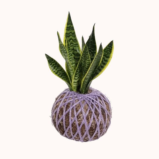 Kokedama Sansevieria