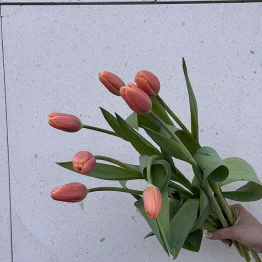 7 Soft Coral Tulips Mother s Day