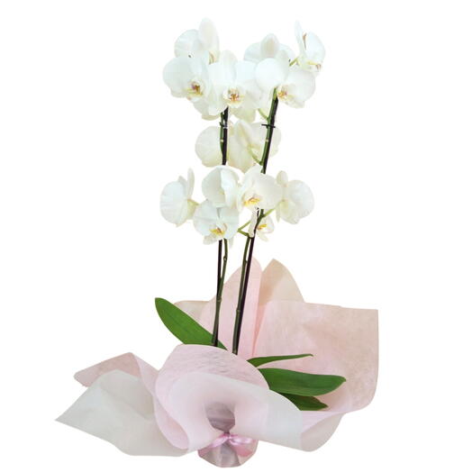 White orchid plant with yellow center, gift-wrapped.